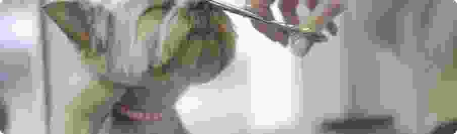 Pet Orbit